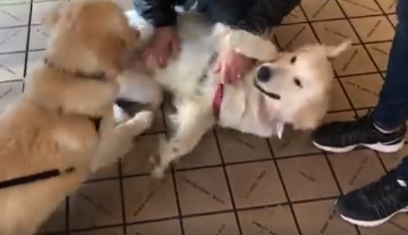 Dos perros hermanos se reconocieron en plena calle y el reencuentro fue emocionante | Redes