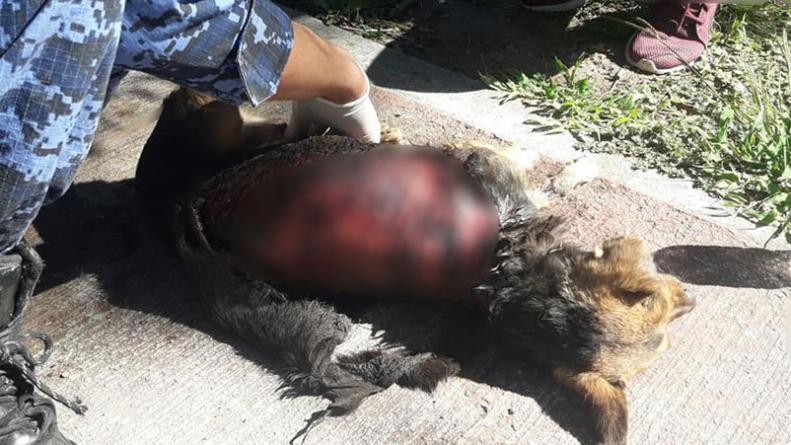 Encontraron a una perrita despellejada en Córdoba | Actualidad