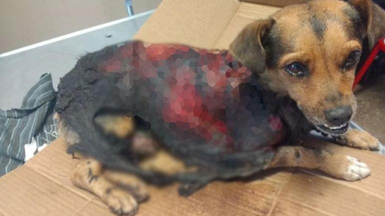 Murió Bombón, la perrita que apareció despellejada en Córdoba | Actualidad