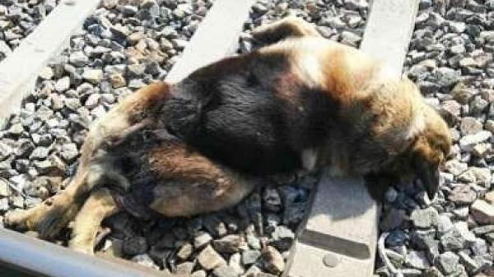 Aparecen 20 perros muertos atados a las vías del tren | Internacionales
