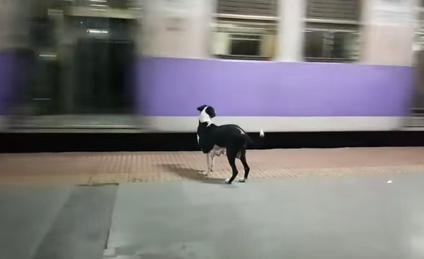 Video: la conmovedora historia de la perra que todas las noches espera el mismo tren | Redes