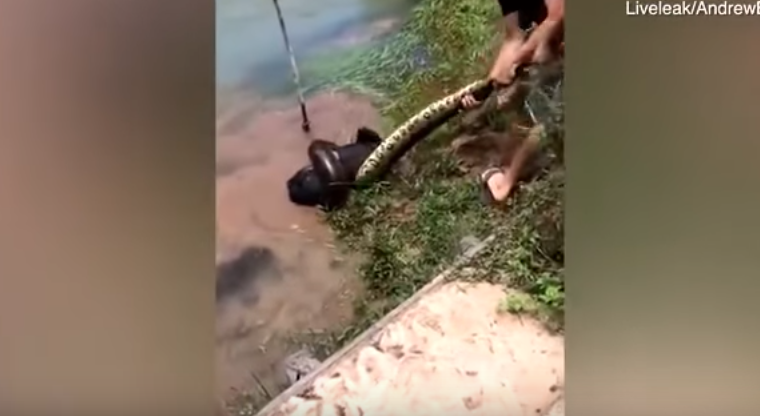 Video viral: el dramático rescate de un perro al que una anaconda arrastró hasta un río para comérselo | Redes