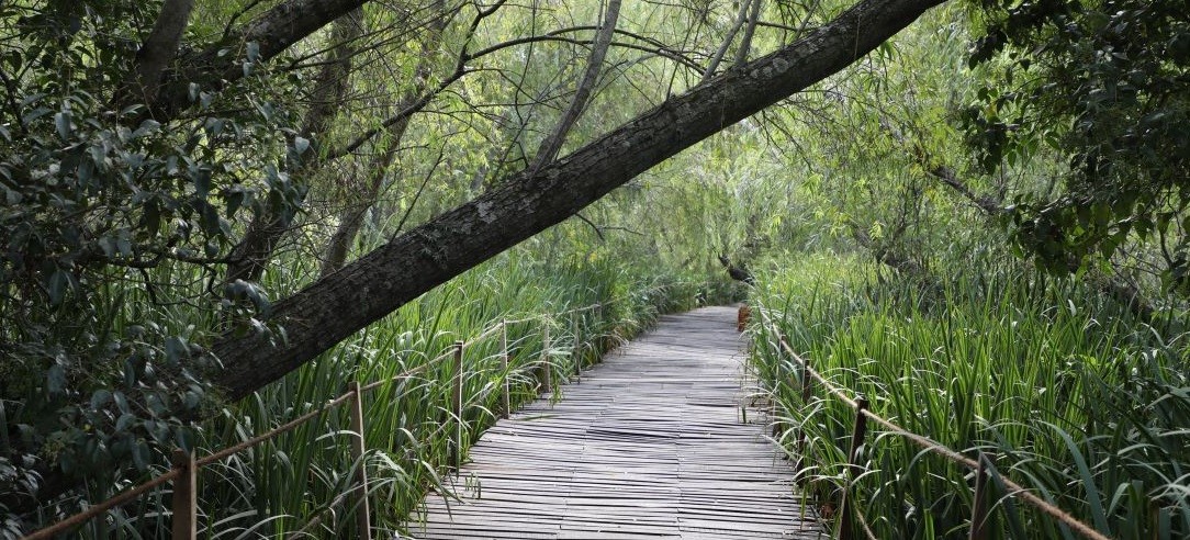 Inauguran la Reserva Natural de Avellaneda con cientos de especies de aves y libélulas | Actualidad