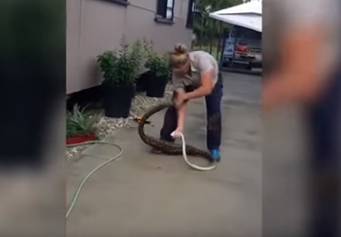 Una electricista capturó en una casa a una pitón que se había comido un gato | Redes