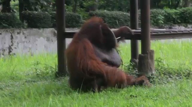 Bronca mundial por el orangután que fuma un cigarrillo en un zoo de Indonesia | Curiosidades