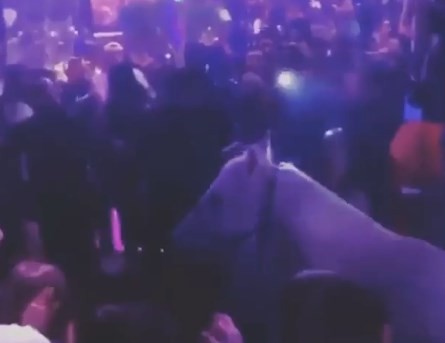 Caos y escándalo: una bailarina semidesnuda entró a caballo a un boliche de Miami | Curiosidades