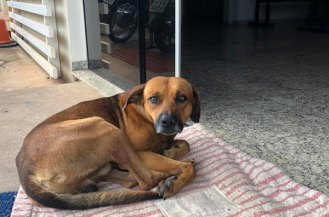 Viral conmovedor: este perro espera hace cuatro meses en la puerta del hospital en el que murió su dueño | Redes