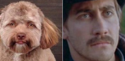 El impresionante parecido entre el "perro con cara humana" y los famosos | Redes