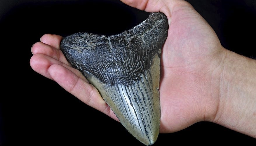 Hallaron un diente fosilizado de un tiburón gigante | Internacionales