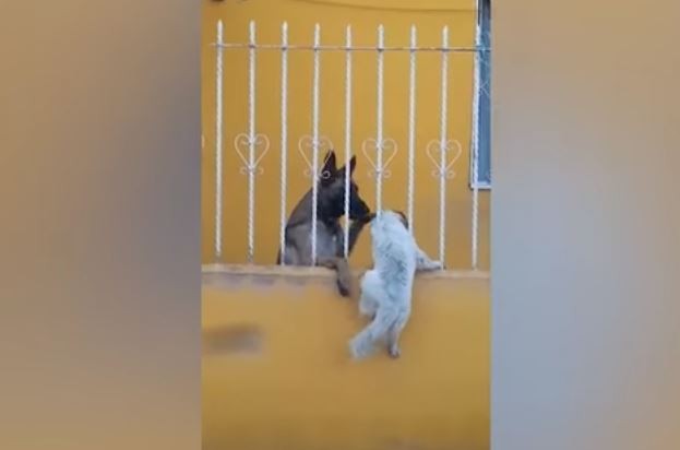 Amistad sin muros: la perra que ayuda a su amigo a trepar la reja que los separa | Redes