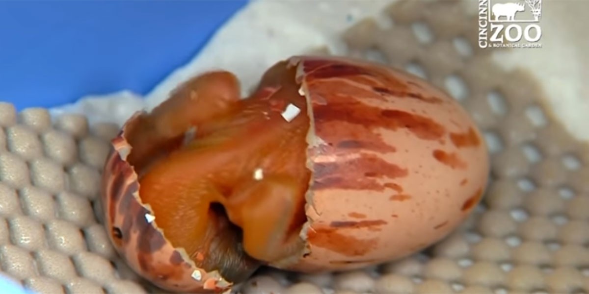 El emotivo nacimiento de un ave del paraíso que se viralizó en las redes | Redes