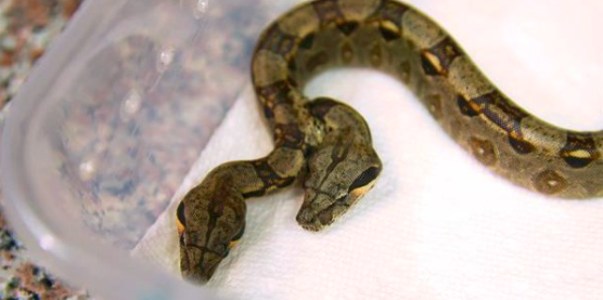 Video: encontraron una serpiente con dos cabezas y dos corazones | Curiosidades