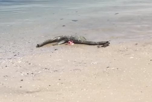 Misterio en Estados Unidos por la aparición de una extraña criatura en la playa | Curiosidades