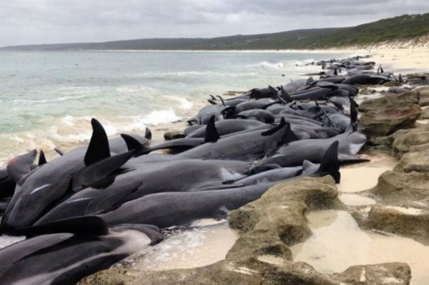 Aparecieron 150 ballenas varadas en la costa de Australia | Internacionales