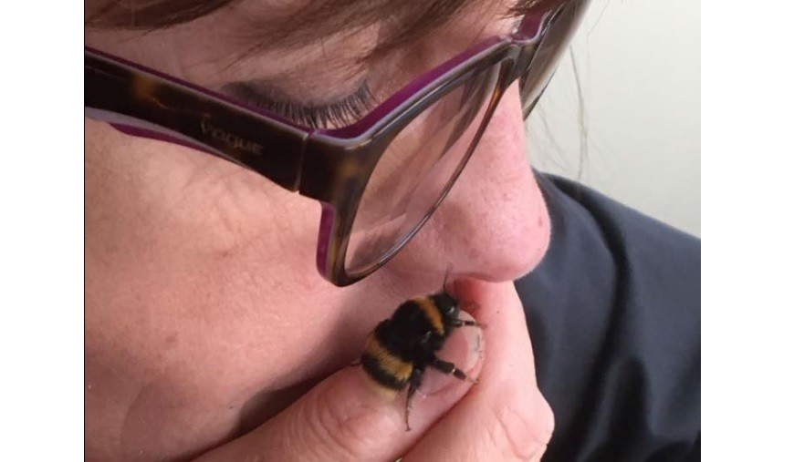 Mujer se hizo amiga de un abejorro al que le salvó la vida | Redes