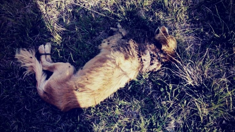 Horror en Entre Ríos: rescataron a un perro que fue abandonado con las patas atadas | Actualidad