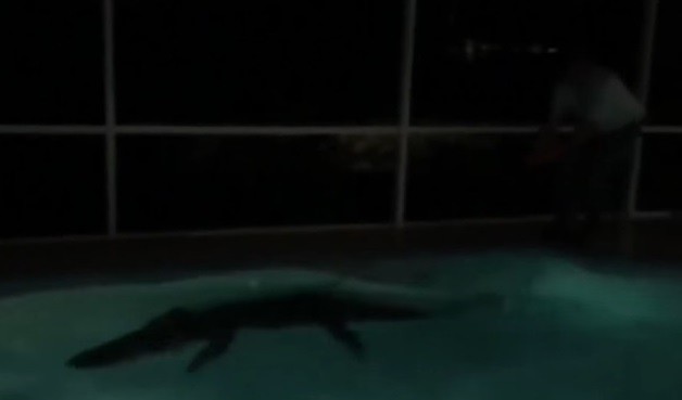 Video: capturaron a un caimán de más de 3 metros en una pileta | Redes