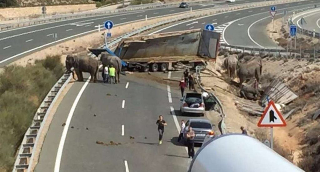 Murió un elefante al volcar el camión de un circo | Internacionales