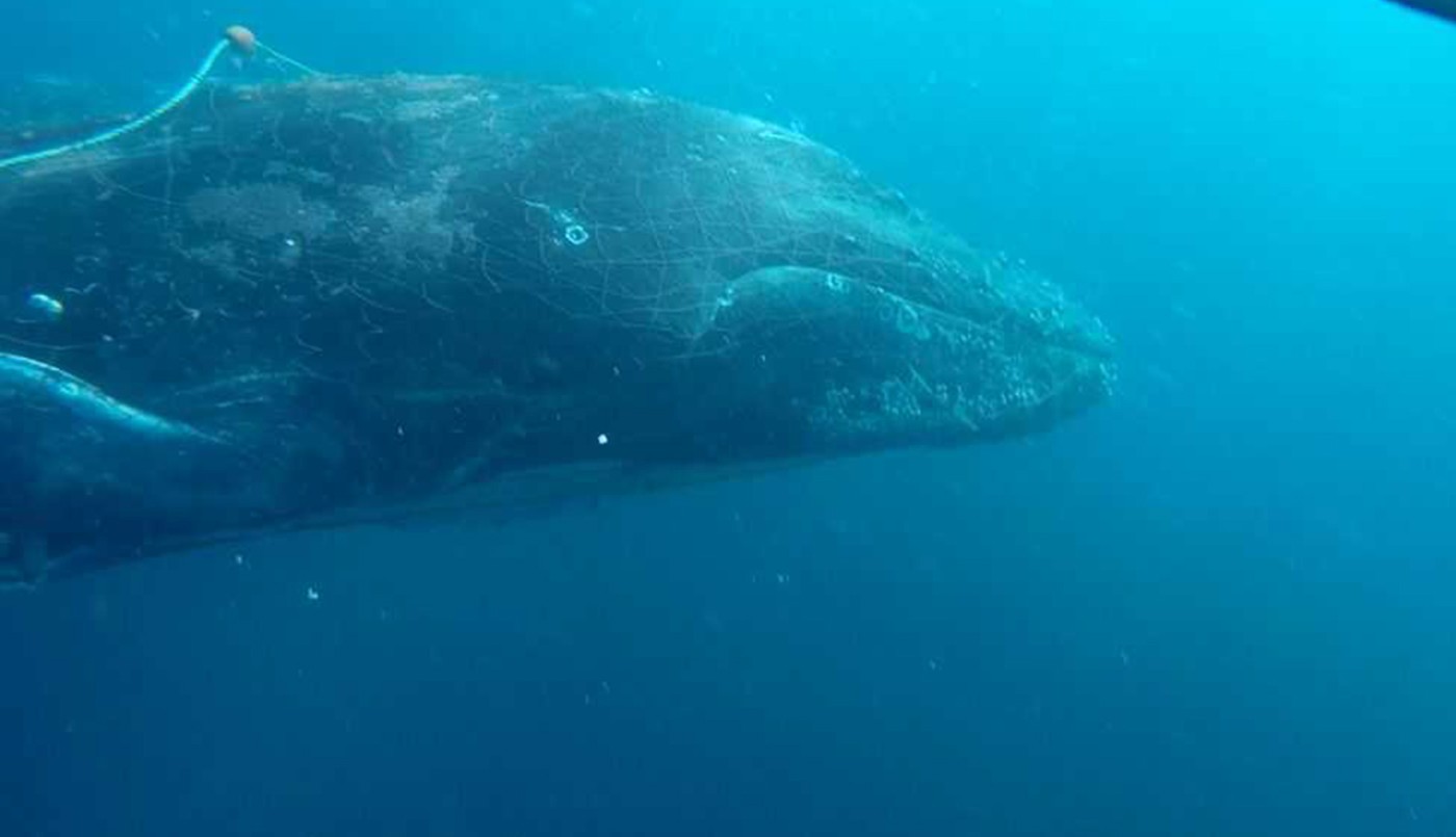 Fotos: buzos salvaron a una ballena atrapada en una red de pesca | Internacionales