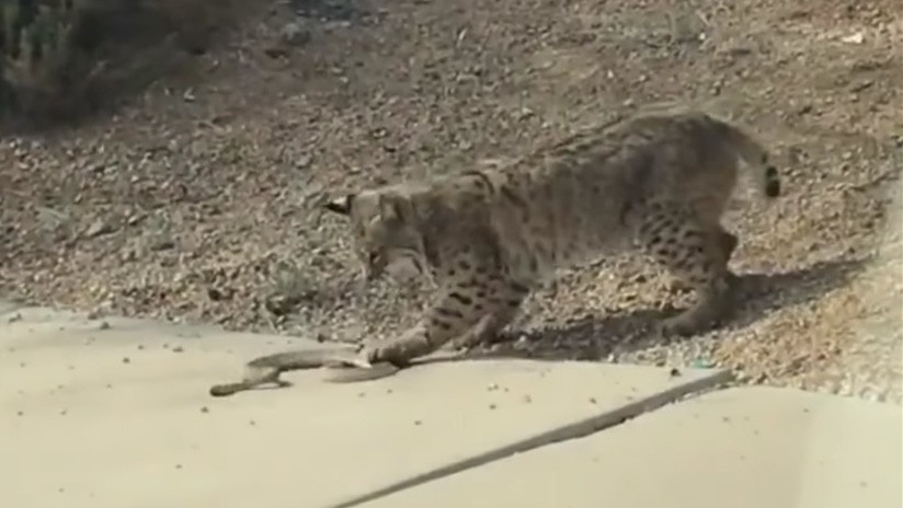 Video: el duelo mortal entre un lince y una serpiente | Redes