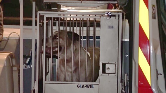 Juntaron 250 mil firmas y salvaron al perro que mató a sus dueños | Internacionales