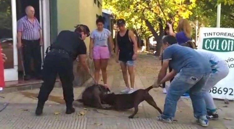 Una pitbull casi destroza a un perro callejero y ahora buscan una familia que lo adopte | Actualidad