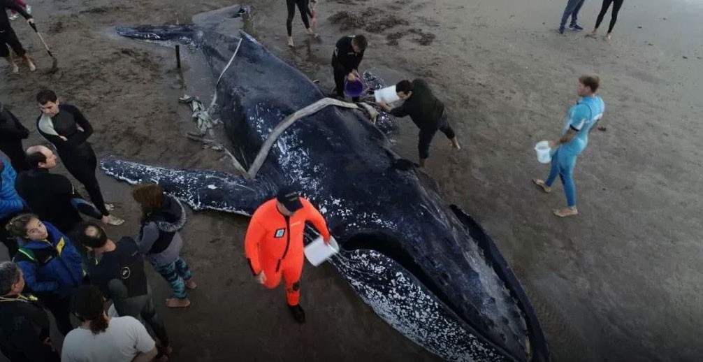La carta viral de una estudiante de biología sobre la muerte de la ballena | Actualidad
