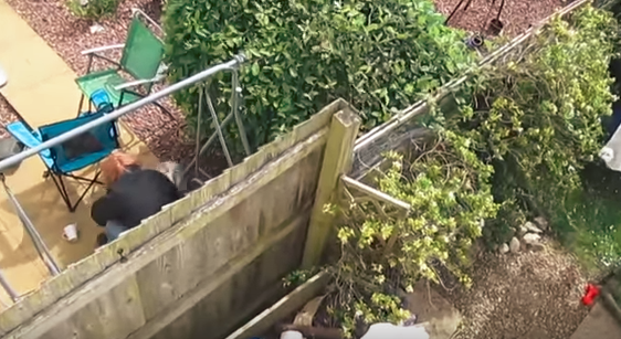 Video: condenaron a 18 meses de prisión a una mujer que golpeó y lesionó a su perra | Redes