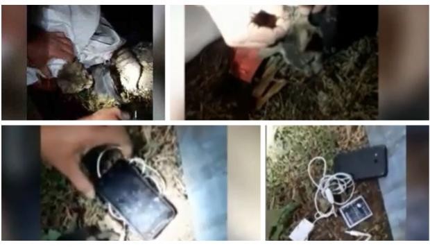 Atraparon gatos entrenados para llevarle celulares a presos en la cárcel | Internacionales