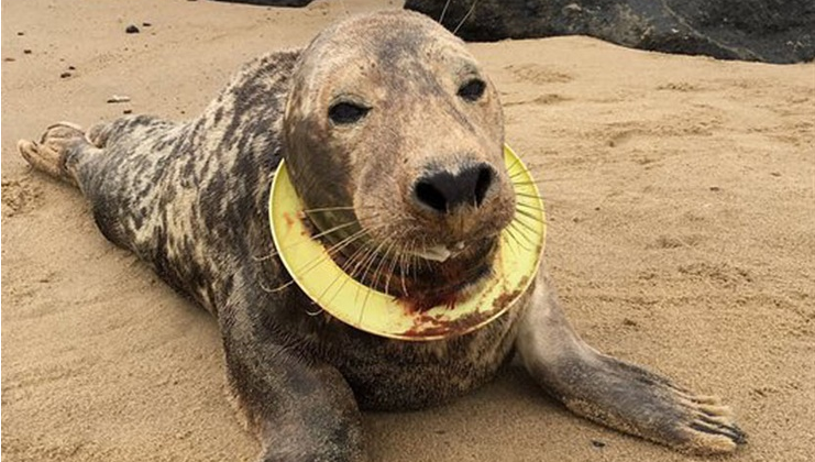 La conmovedora historia de la foca que sobrevivió seis meses en el mar con un frisbee en el cuello | Internacionales