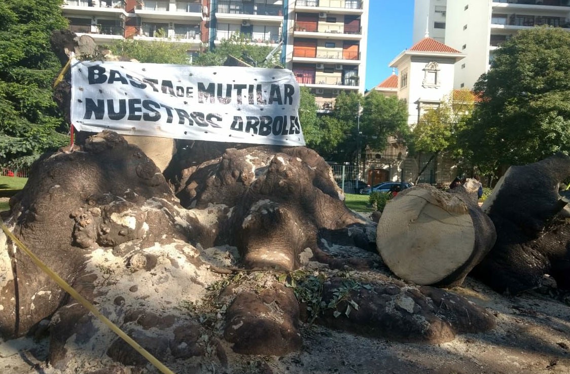 Podaron el histórico ombú del Parque Rivadavia | Actualidad