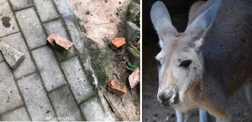 Pura maldad: un canguro murió en un zoológico tras recibir varios piedrazos del público para que saltara | Curiosidades