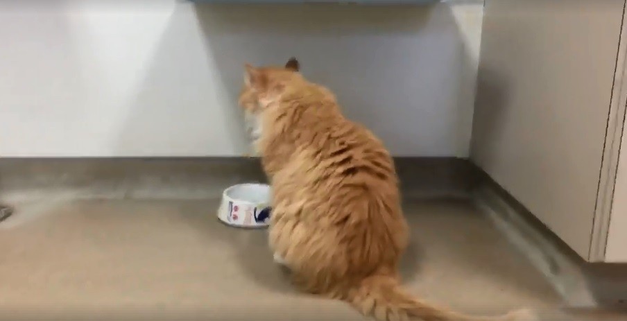 Familia desamorada: su gato recorrió 19 kilómetros para encontrarlos y quisieron sacrificarlo | Redes