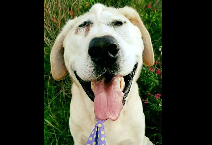 Lo abandonaron cuando era cachorro por su cara "fea" y ahora su historia es un éxito viral | Redes