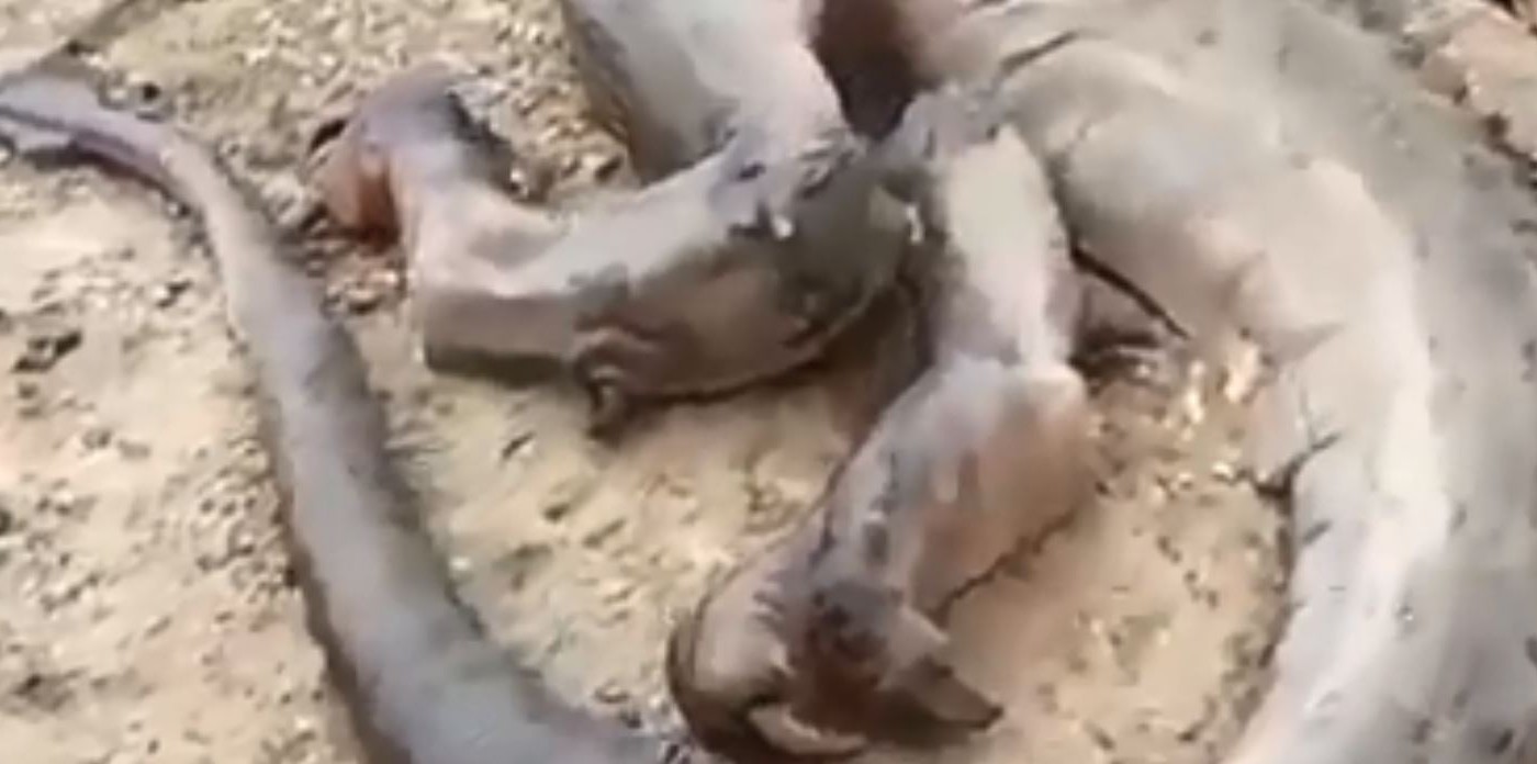 La historia detrás del supuestro dragón muerto encontrado en Marruecos que se volvió viral | Redes