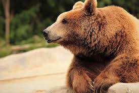 Selfie mortal: un taxista murió atacado por un oso al intentar sacarse una foto | Curiosidades