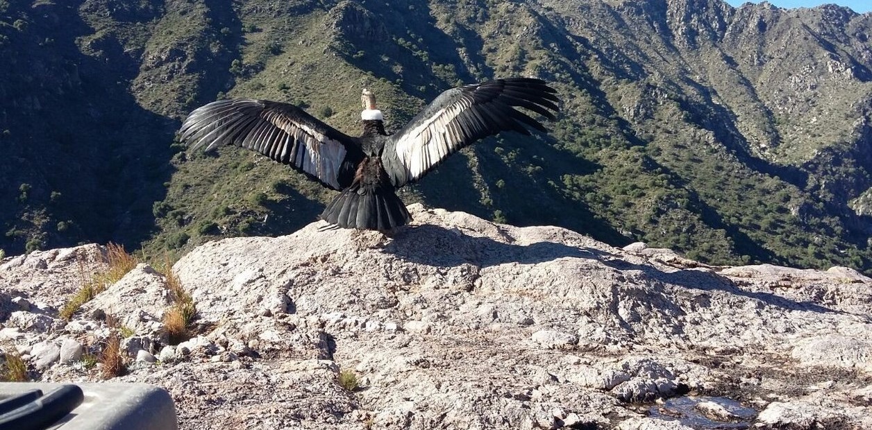 Video: "Poloc" el cóndor que fue envenenado, se recuperó y volvió a volar | Actualidad