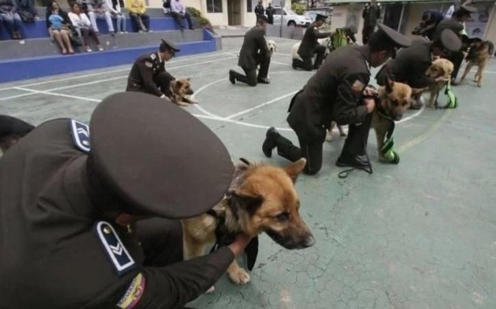 Ecuador jubiló a 61 perros policías | Internacionales