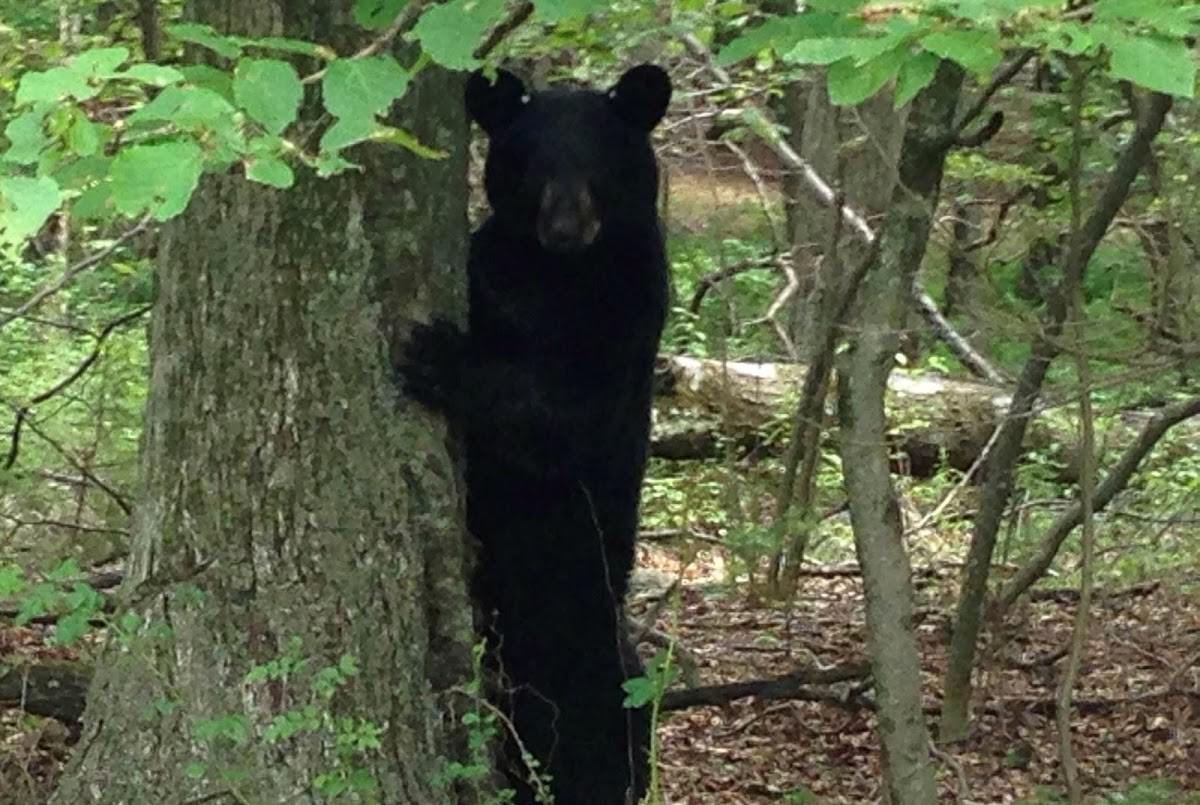 Oso atacó a una nena de 5 años en el patio de su casa | Internacionales