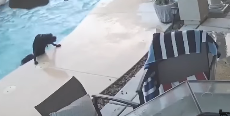 Perro héroe: rescató a su compañero que se estaba ahogando en una pileta | Redes