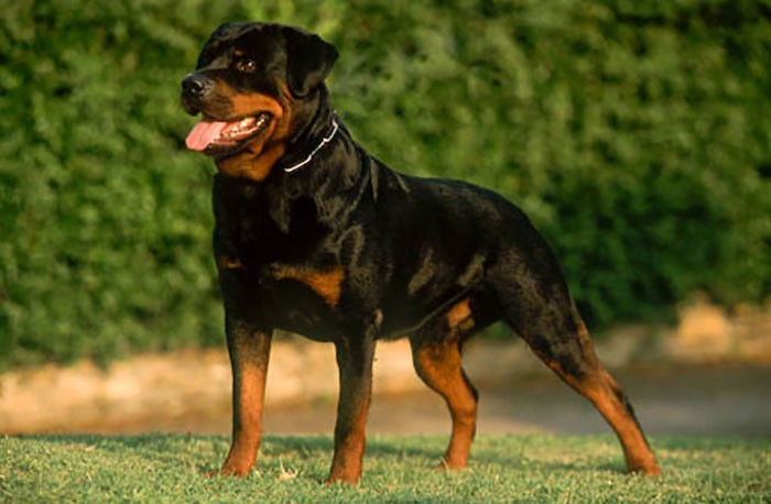 Una mujer abandonó a un bebé recién nacido y fue cuidado por un perro rottweiler toda una noche | Curiosidades