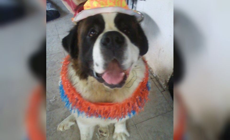 Llevó a su perro San Bernardo a la veterinaria para que lo bañen y se lo devolvieron muerto | Actualidad