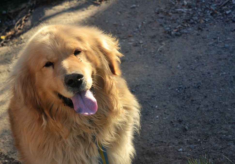 Le robaron a su perro y ofrece su auto como recompensa | Redes