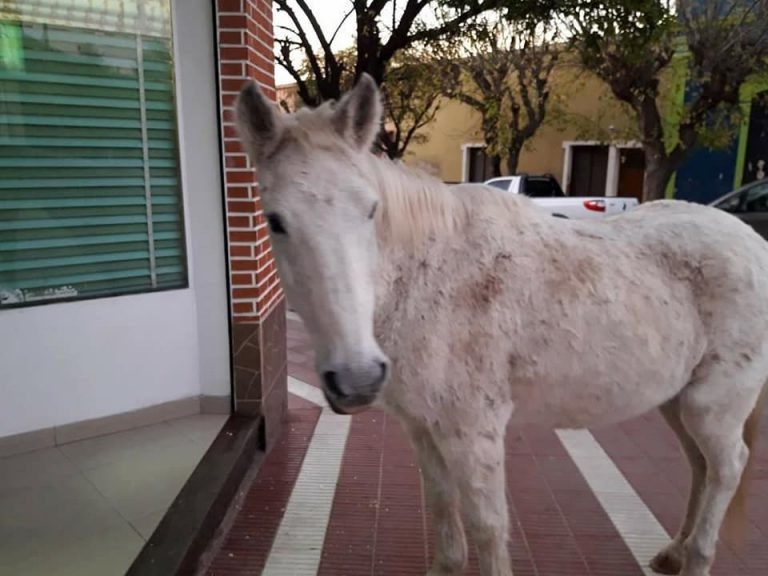 La historia de "Bizcochito", el caballo que pide pan por las calles de Capilla del Monte | Curiosidades