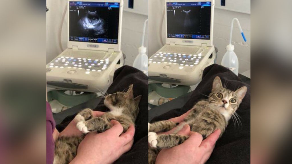 La reacción de una gata cuando se "entera" que está embarazada | Redes