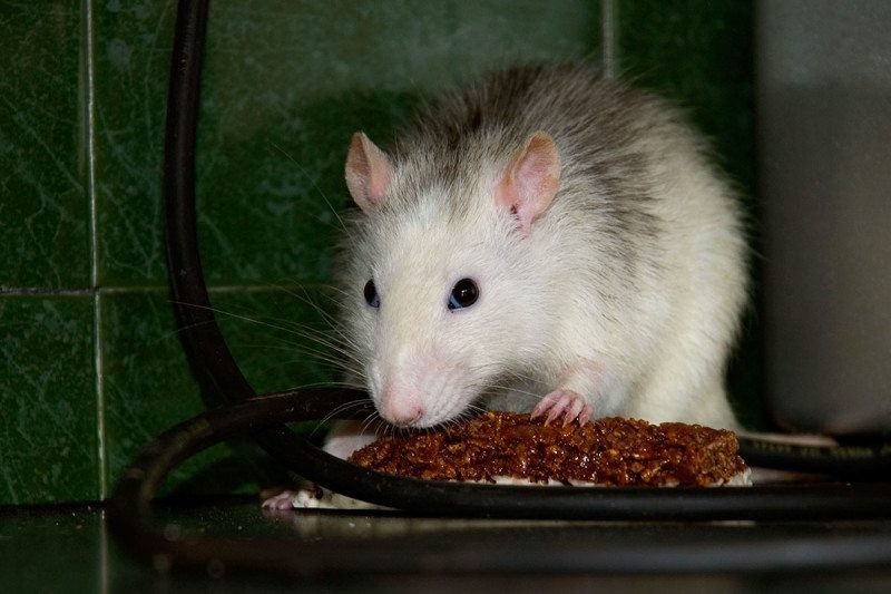 Científicos lograron suprimir el deseo por el dulce en el cerebro de ratones | Internacionales
