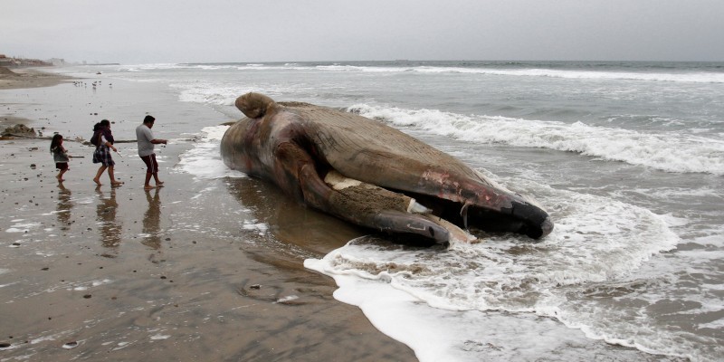 Murió una ballena después de tragarse 80 bolsas de plástico en Tailandia | Internacionales