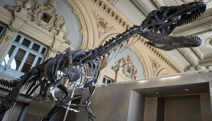 Científicos en alerta: cada vez más fósiles de dinosaurios terminan en casas de millonarios | Curiosidades