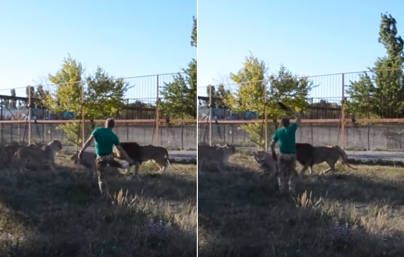 Video: "armado" con un chancleta, dispersó a los leones | Redes