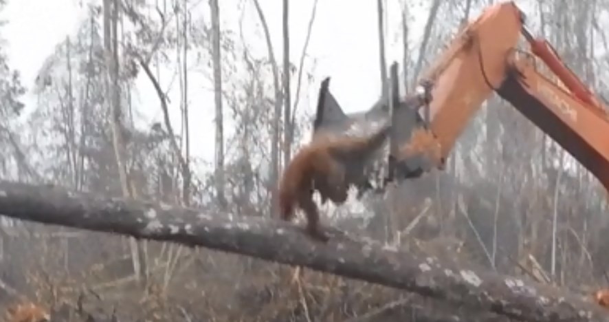 Video estremecedor: el orangután que lucha contra la excavadora que le destruye el bosque | Curiosidades